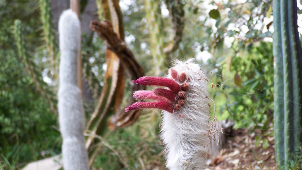 Au jardin exotique du Mugel on peut admirer des plantes rares