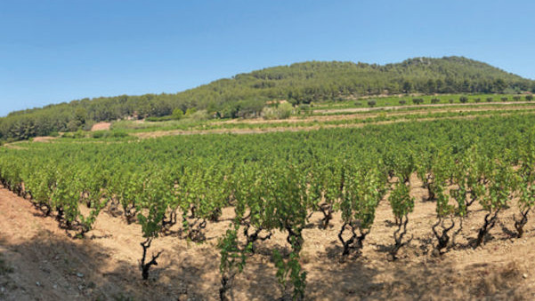 sentier des vignes bandol