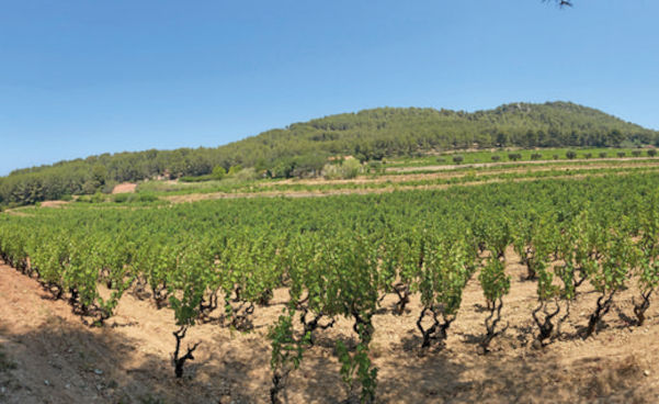 sentier au milieu des vignes de Bandol
