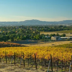 Mois en Provence : calendrier et idées d'activités Automne Provence Vignes 3x3