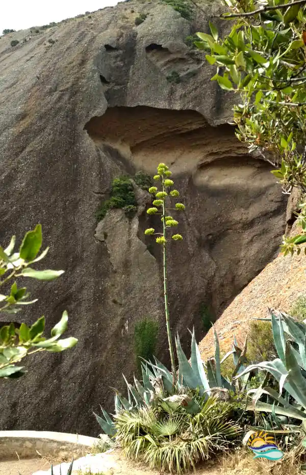 falaise de poudingue et cactus dans la calanque du Mugel