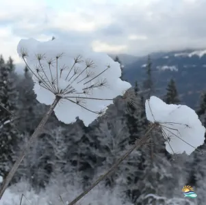 Mois en Provence : calendrier et idées d'activités Hiver En Provence Fleur Givree 3x3