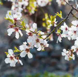 Mois en Provence : calendrier et idées d'activités Printemps Provence Amandiers 3x3